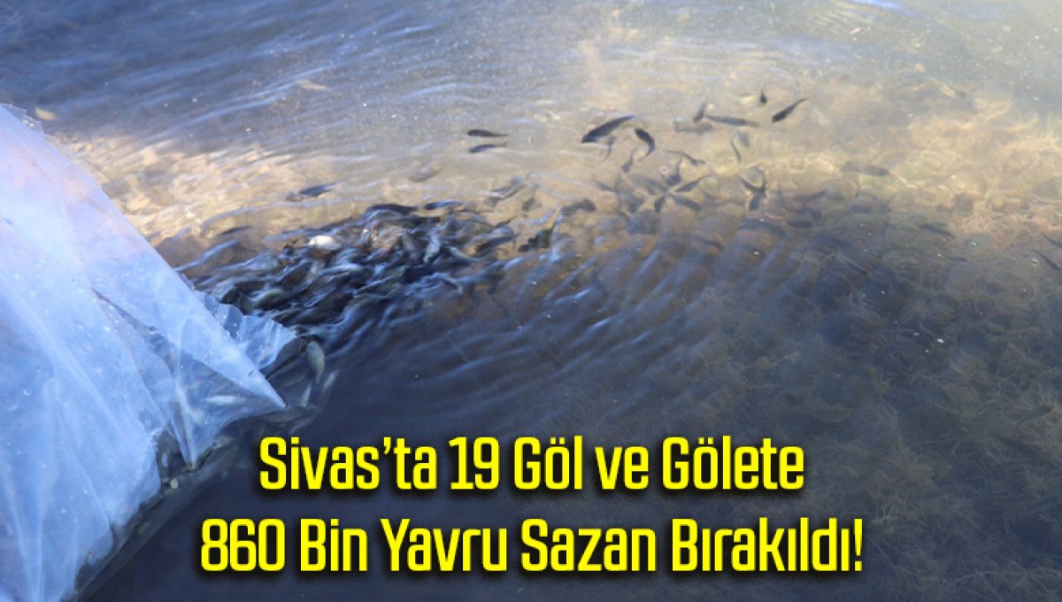 Sivas’ta 19 Göl ve Gölete 860 Bin Yavru Sazan Bırakıldı!