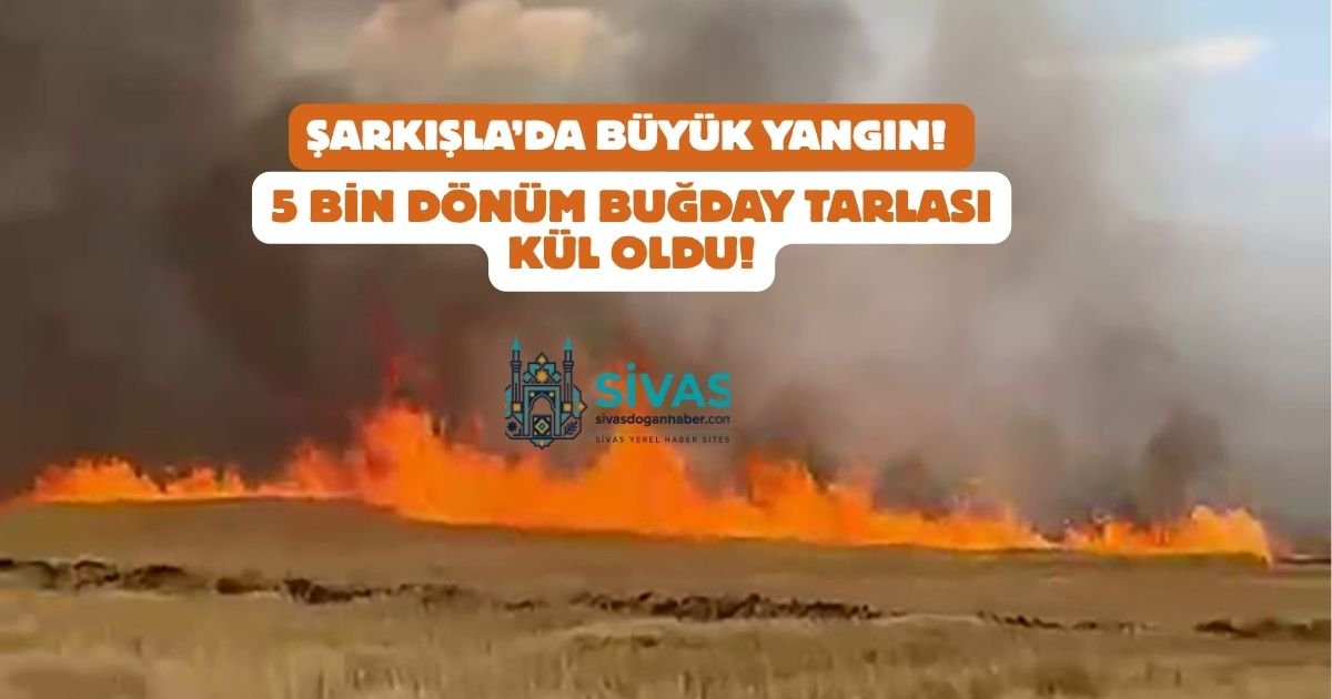 Şarkışla’da Büyük Yangın! 5 Bin Dönüm Buğday Tarlası Kül Oldu!