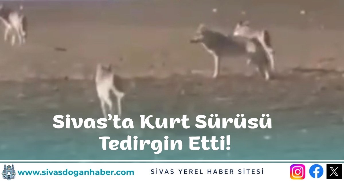 Sivas’ta Kurt Sürüsü Tedirgin Etti!