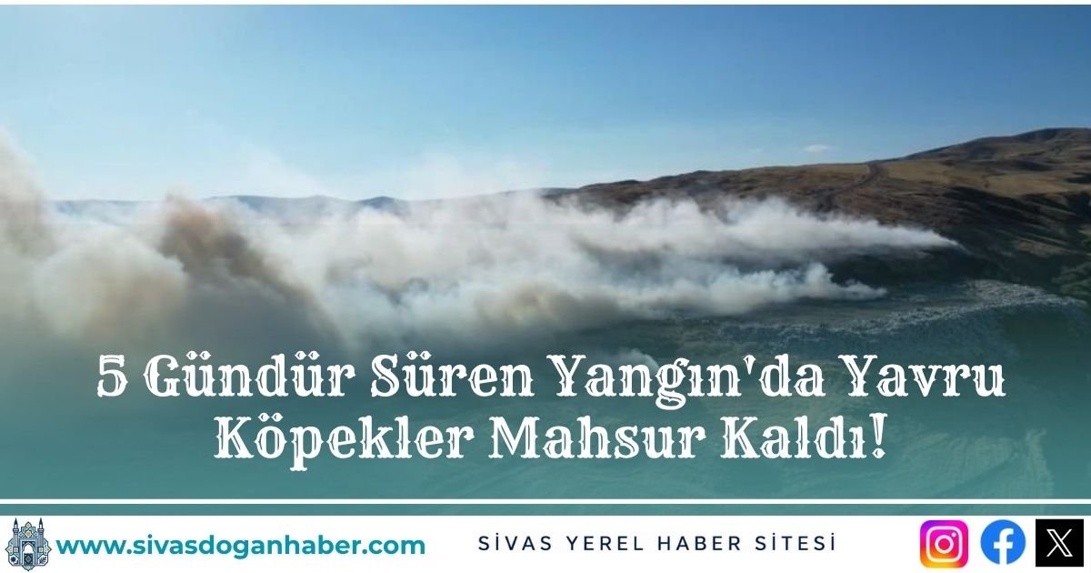 5 Gündür Süren Yangın'da Yavru Köpekler Mahsur Kaldı!