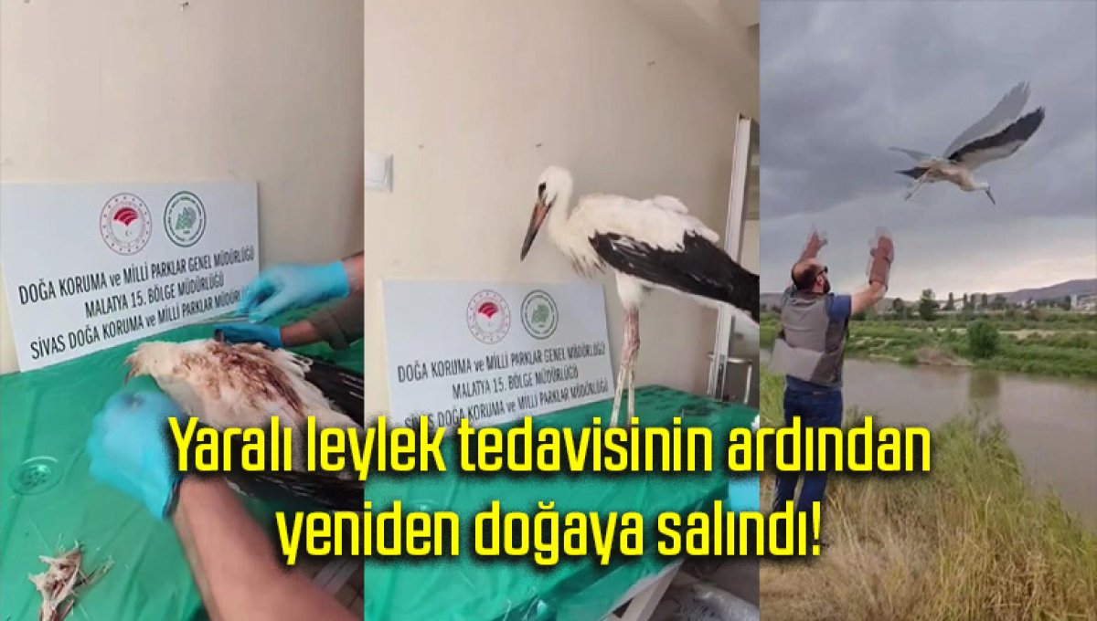 Yaralı leylek tedavisinin ardından yeniden doğaya salındı!